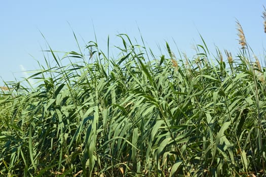 Dense thicket of reeds in a lovely summer day