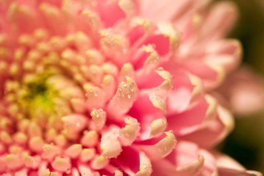 Beautiful pink chrysanthemum flower partially open, with water droplets on the petals. Shallow depth of field on middle part sharp outside petals