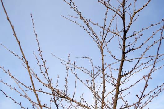 japanese sakura tree with buds during the first days of spring