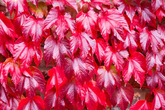 Virginia Creeper on the side of a house. Shallow depth of field. This plant goes red in Autumn and is green in spring/summer. Looks beautiful on a large area of brickwork.
Taken with a Canon 5D MKII and professionally retouched.
Thank you for looking.