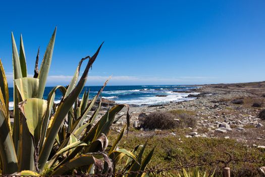 View out to Atlantic Ocean sea from Robben Island, South Africa.
Taken with a Canon 5D MKII and professionally retouched.
Thank you for looking.