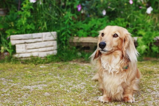Cute Blond Long-haired Dachshund Outside