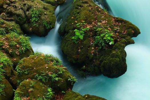 rock on stream with view of green leafs on it