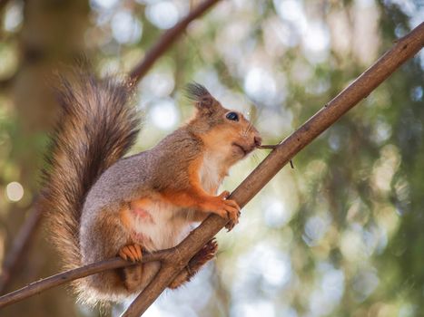 Squirrel sitting curiously on a branch up in a tree in a forest