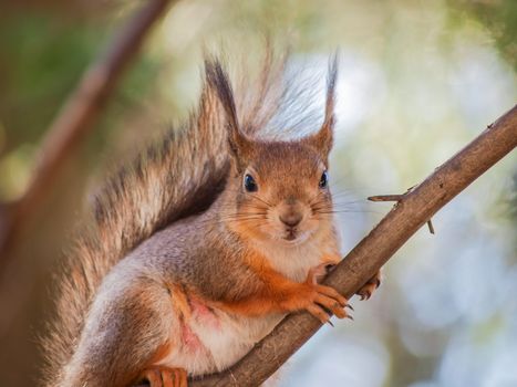 Squirrel sitting curiously on a branch up in a tree in a forest