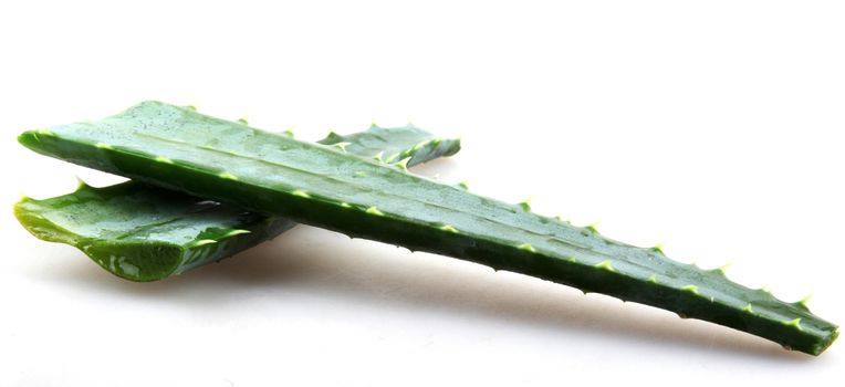 Aloe vera.