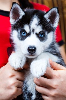 Siberian husky puppy with blue eyes