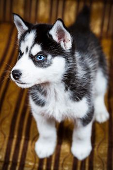 Siberian husky puppy with blue eyes