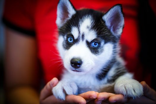 Siberian husky puppy with blue eyes