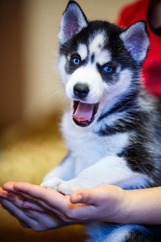 Siberian husky puppy with blue eyes