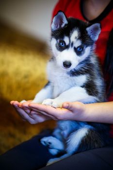 Siberian husky puppy with blue eyes