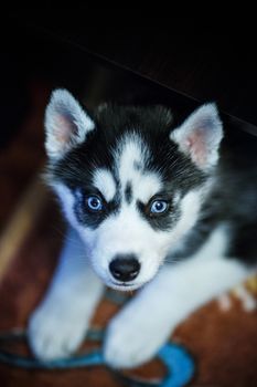 Siberian husky puppy with blue eyes