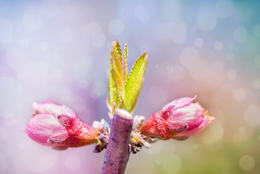 Spring blossom: branch of a blossoming  tree on garden background