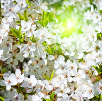 Spring blossom: branch of a blossoming apple tree on garden background