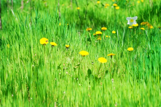 Field of spring flowers and perfect sunny day