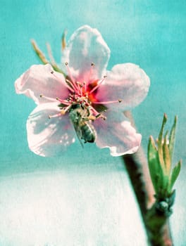 textured old paper background, bee collects honey on a flower