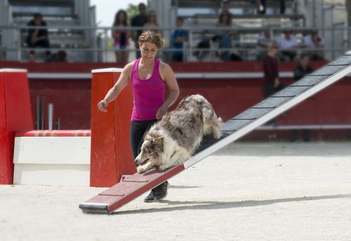 jumping purebred  border collie  in a competition of agility