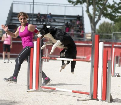 jumping purebred  border collie with woman in a competition