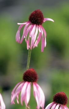 Several echinacea purpurea flowers, also known as "sundown" or coneflowers