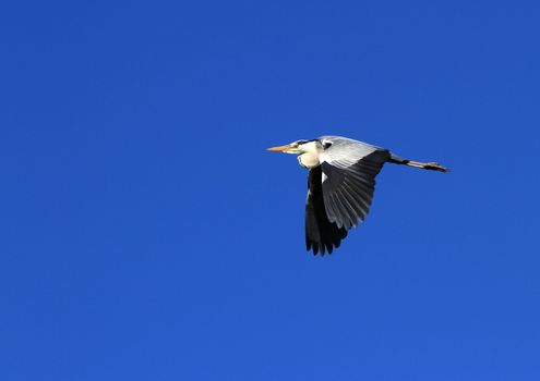 Great heron flying across a deep blue sky by sunrise