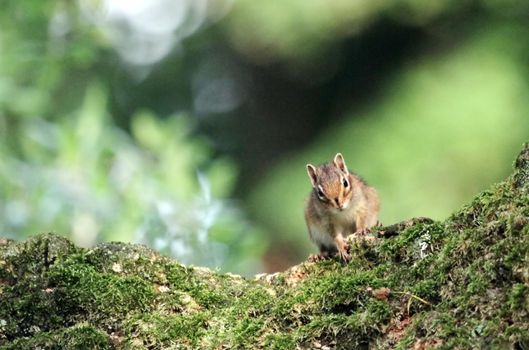 Chipmunk hiding behind the branch of a tree