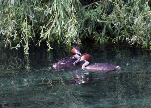Great crested grebe ducks couple feeding baby duckling on water lake near vegetation