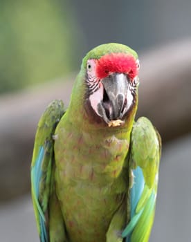 The great green military macaw, ara ambiguus, also known as buffon's, portrait when eating