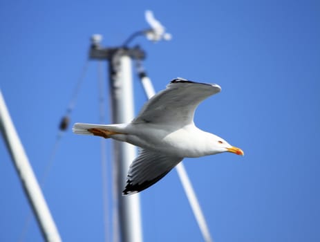 Flying seagull next to the mast in a harbor into deep blue sky