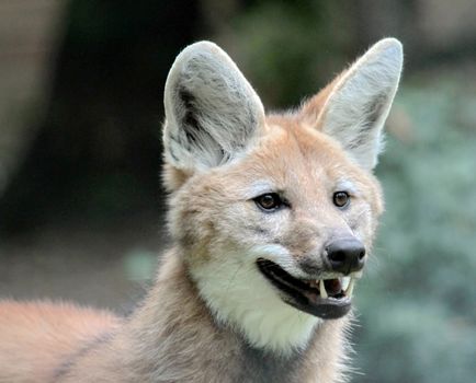 The maned wolf (chrysocyon brachyurus) portrait mouth open