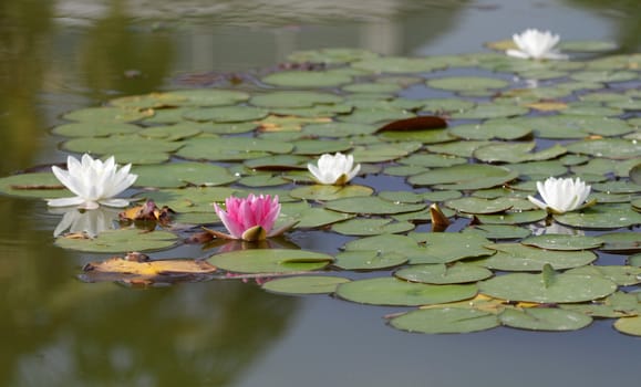 Close up on beautiful white water lilies or lotus flower and leaves in a pond
