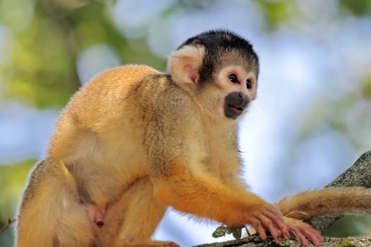 Squirrel Monkey holding at a branch (Saimiri sciureus)