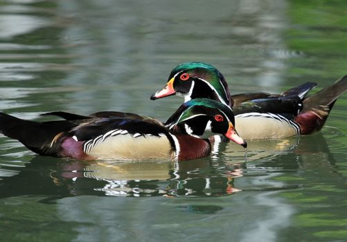 Two male wood ducks (aix sponsa) swimming in blue water