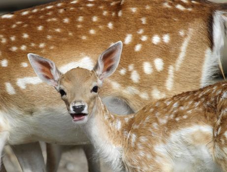 Chital deer child looking at photographer and standing close to mother