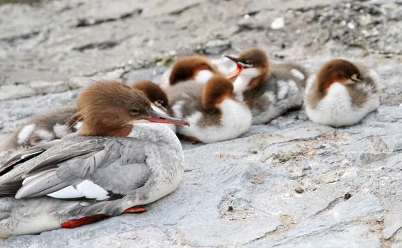Goosander (Mergus merganser) female duck and its ducklings on a stone next to water lake