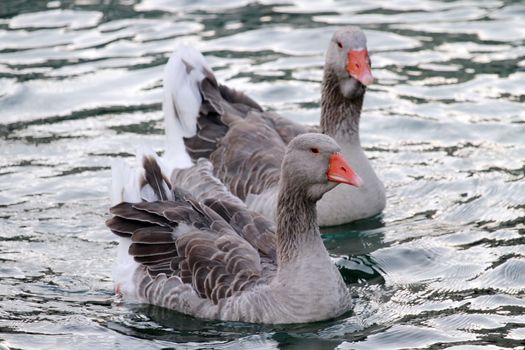 Two wild gooses floating quietly on the water