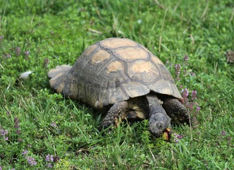 Hermann's tortoise, turtle in grass, also called testudo hermanni, eating