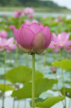 lotus blossoms on the protected forest lake