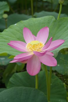 lotus blossoms on the protected forest lake