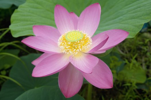 lotus blossoms on the protected forest lake