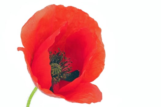 Poppy flower on a white background