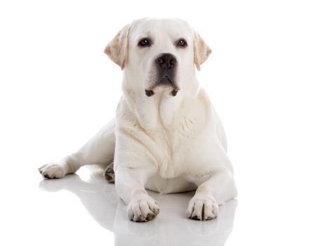 Beautiful labrador retriever breed lying on floor, isolated on white background