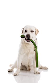 Beautiful labrador retriever bitting the leash, isolated on white background