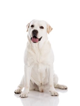 Beautiful labrador retriever breed, isolated on white background