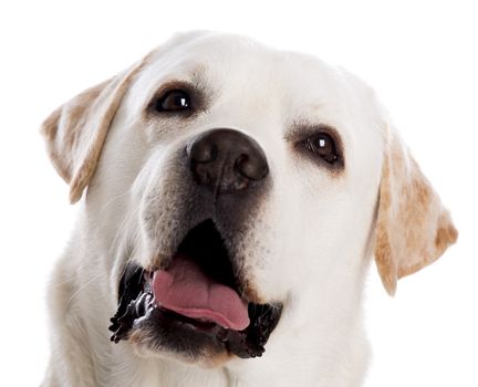 close-yp portrait of a beautiful labrador retriever breed, isolated on white background