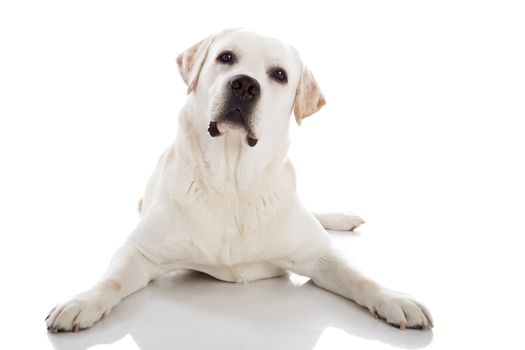 Beautiful labrador retriever breed lying on floor, isolated on white background