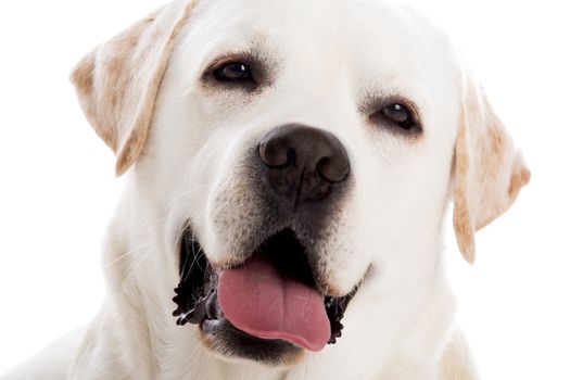 close-yp portrait of a beautiful labrador retriever breed, isolated on white background