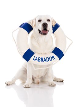 Beautiful labrador retriever sitting on floor with a sailor buoy