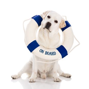 Beautiful labrador retriever sitting on floor with a sailor buoy