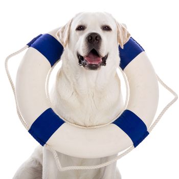 Beautiful labrador retriever sitting on floor with a sailor buoy