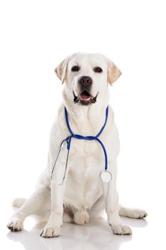 Beautiful labrador retriever with a stethoscope on his neck, isolated on white